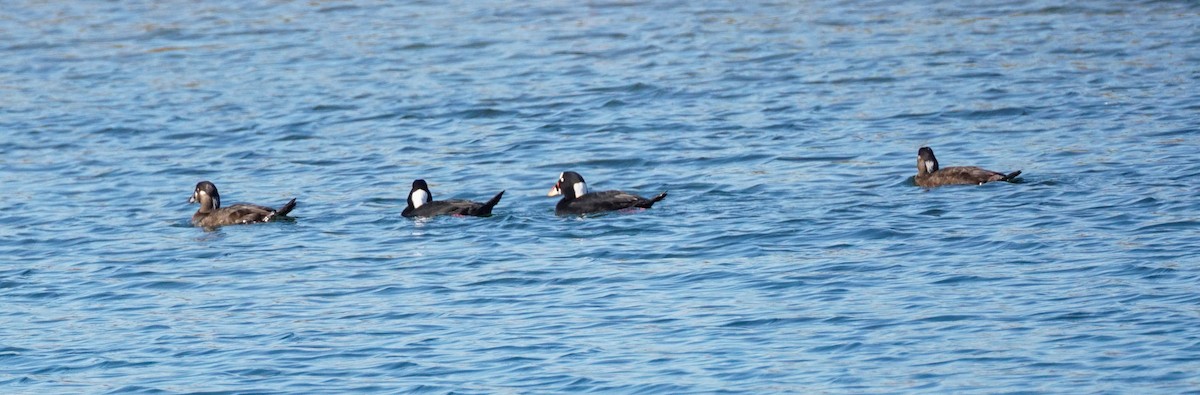 Surf Scoter - ML646775726