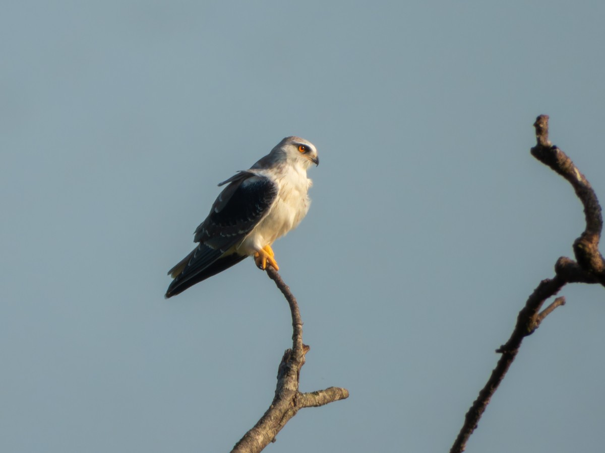 Black-winged Kite - ML646775727