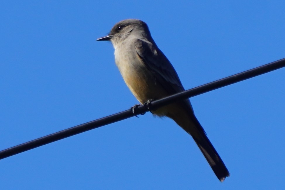 Say's Phoebe - ML646775728