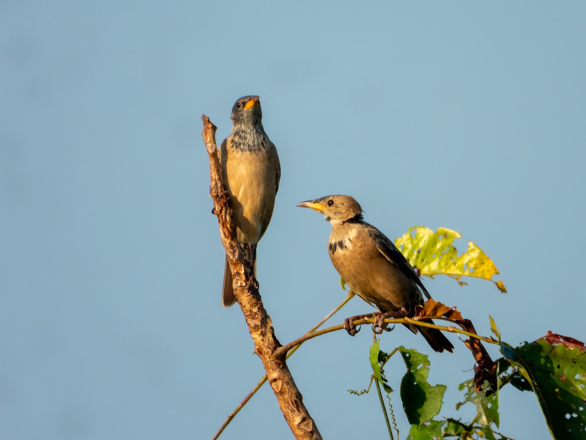 Rosy Starling - ML646775729