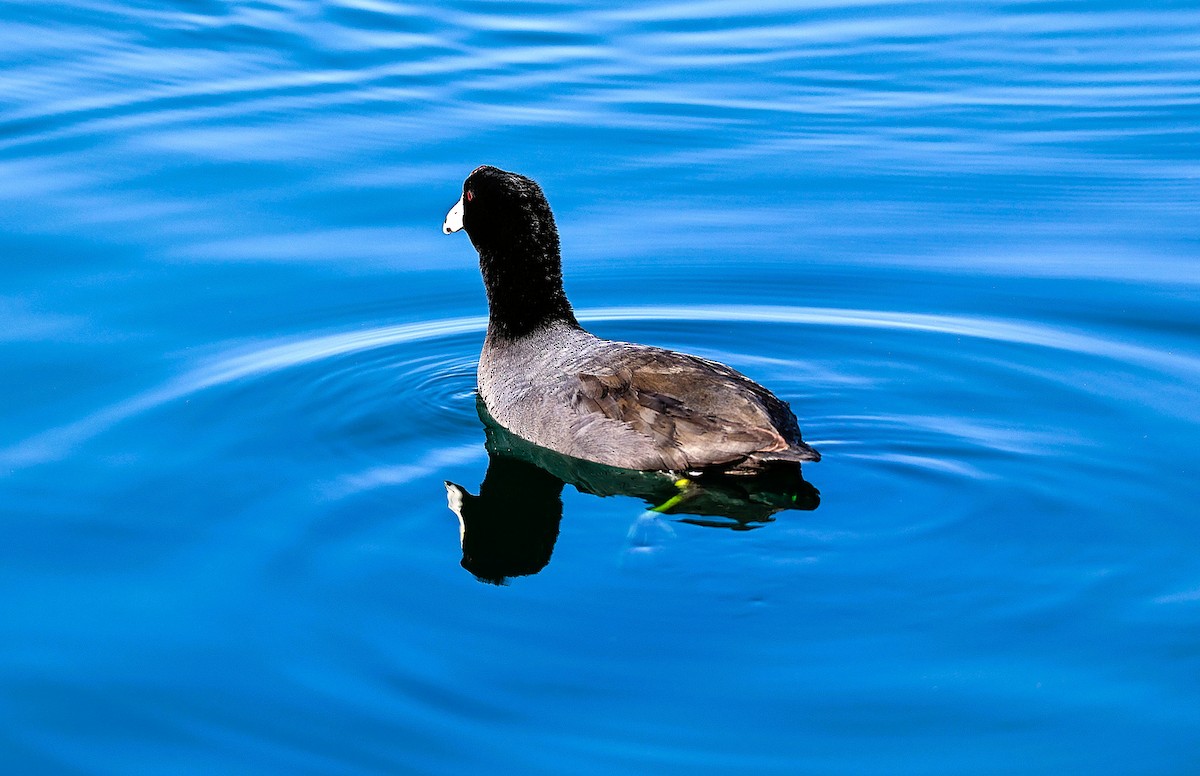 American Coot - ML646775730