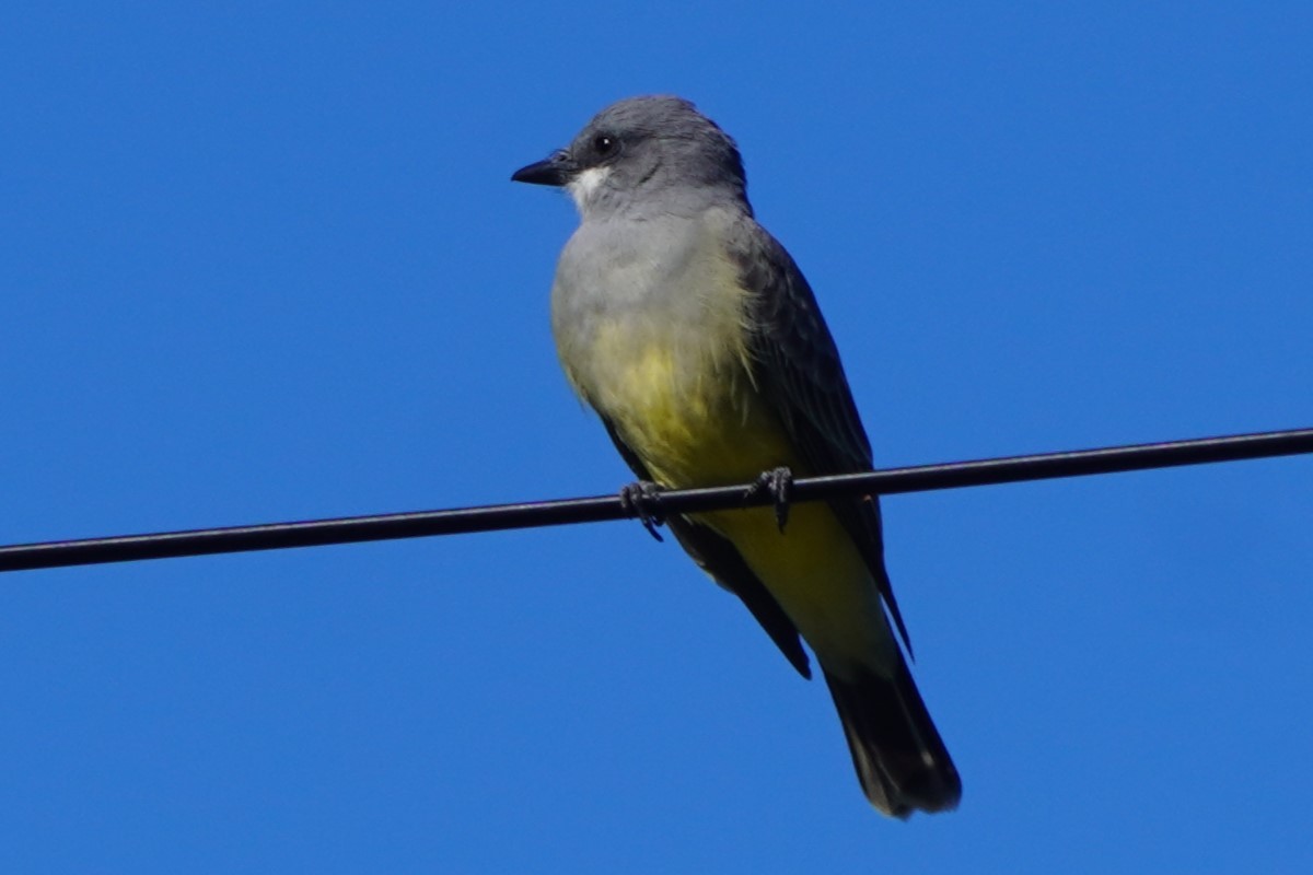 Cassin's Kingbird - ML646775731