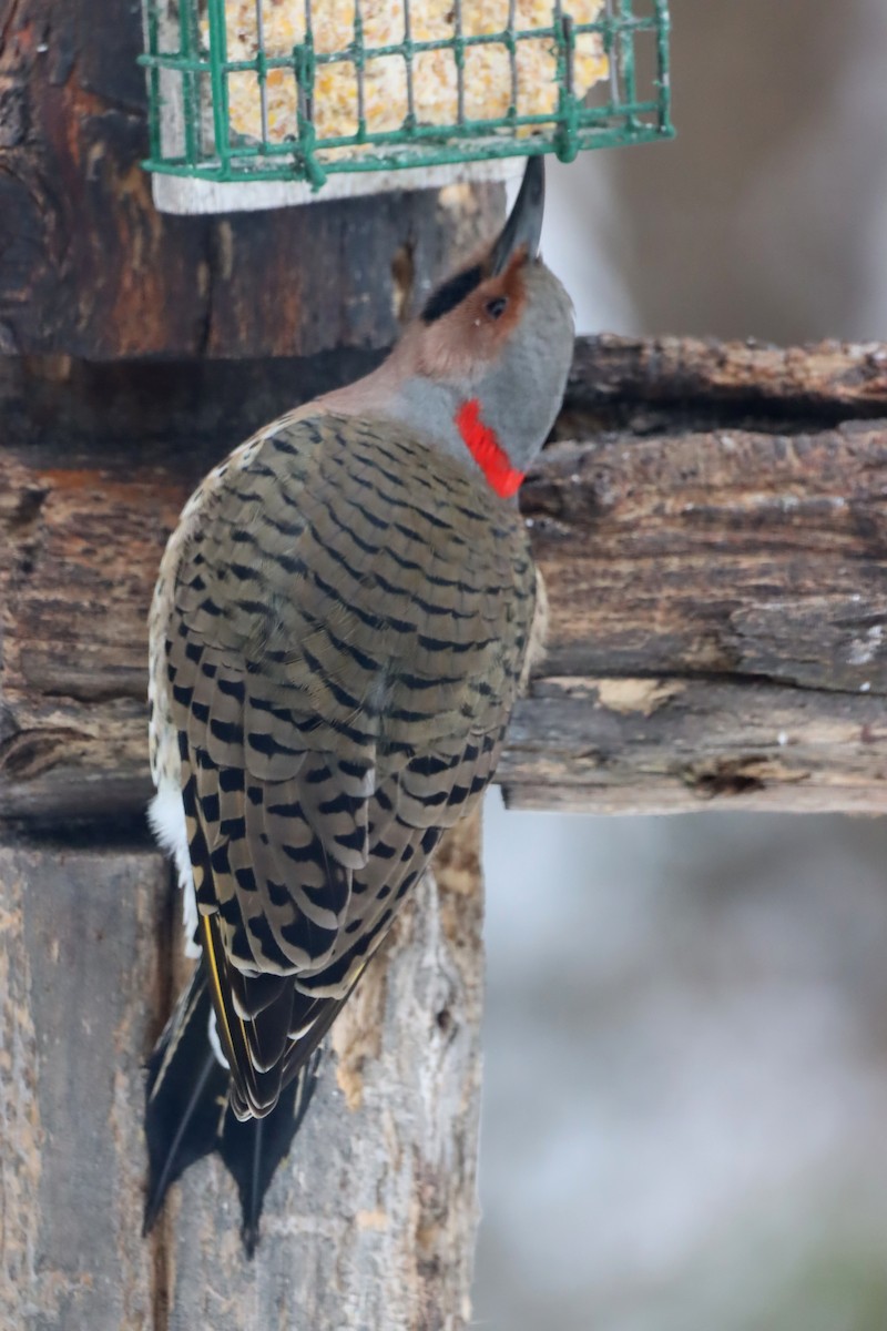 Northern Flicker - ML646775733