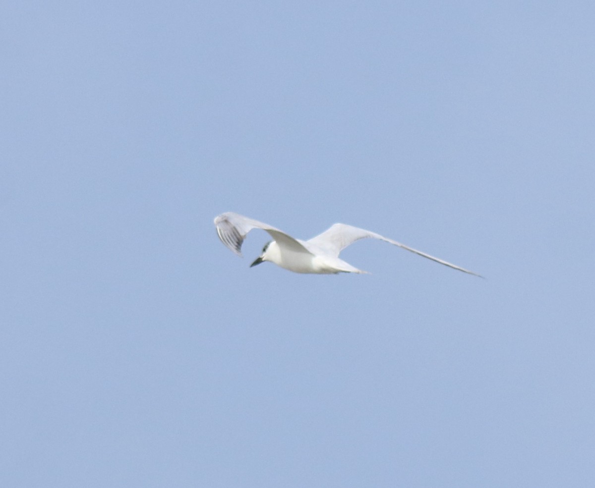 Gull-billed Tern - ML646775734