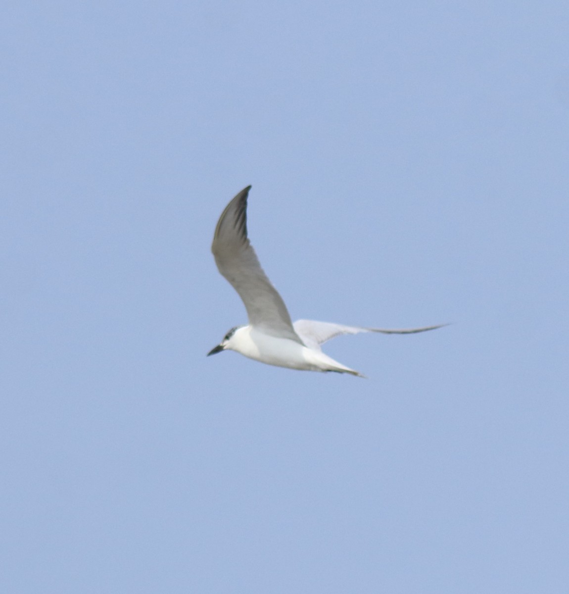 Gull-billed Tern - ML646775735