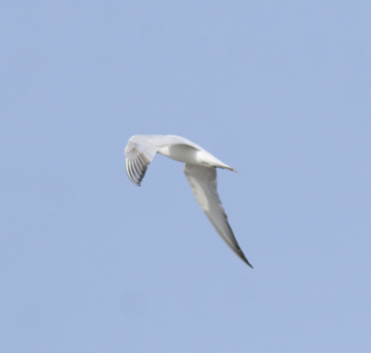 Gull-billed Tern - ML646775736