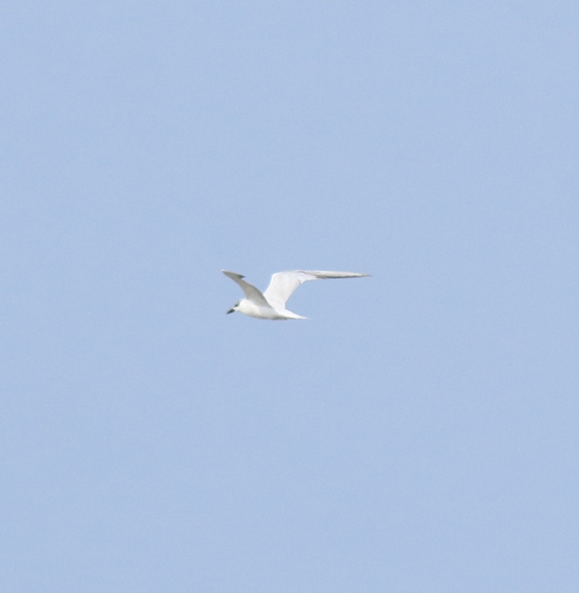 Gull-billed Tern - ML646775737