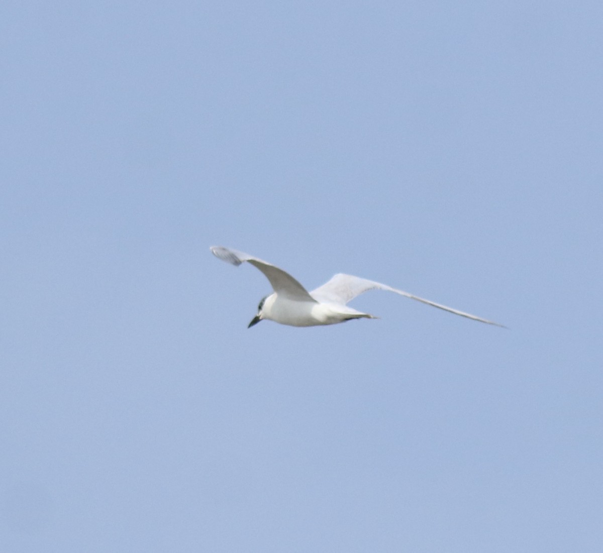 Gull-billed Tern - ML646775738
