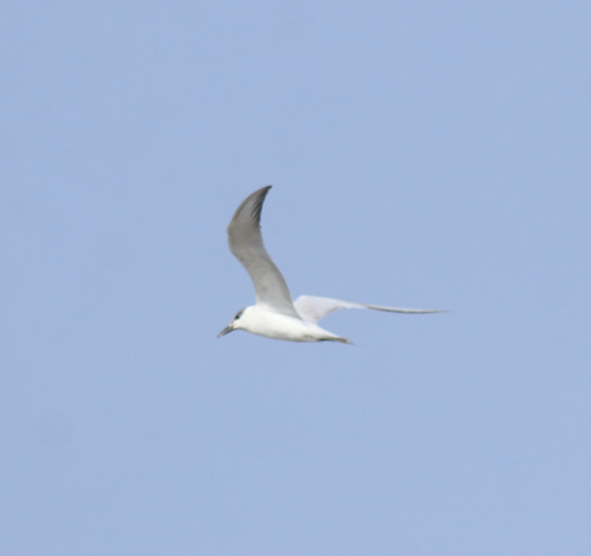 Gull-billed Tern - ML646775739