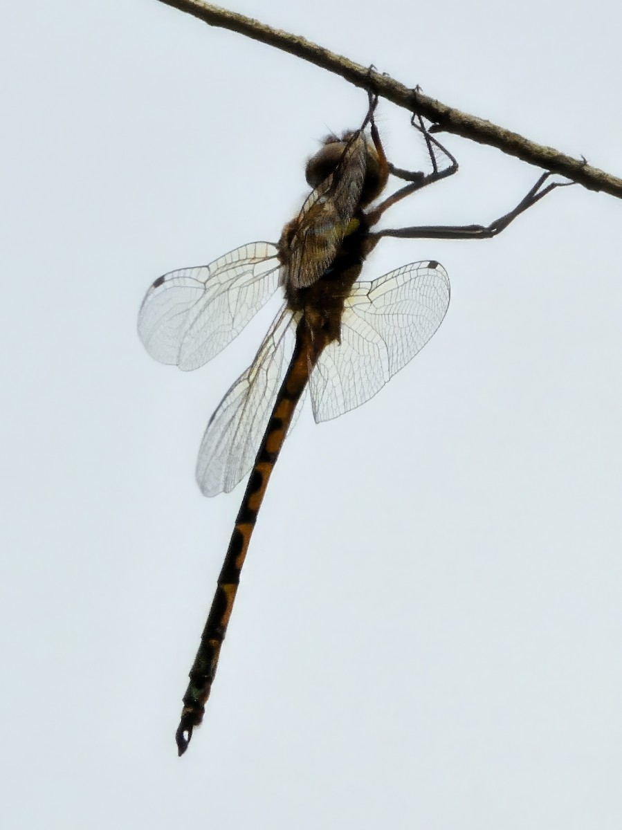 Kızböcekleri - ML646775740