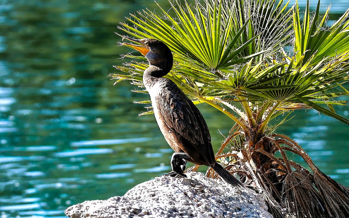 Double-crested Cormorant - ML646775741