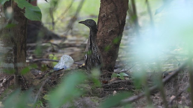 Malayan Night Heron - ML646775742