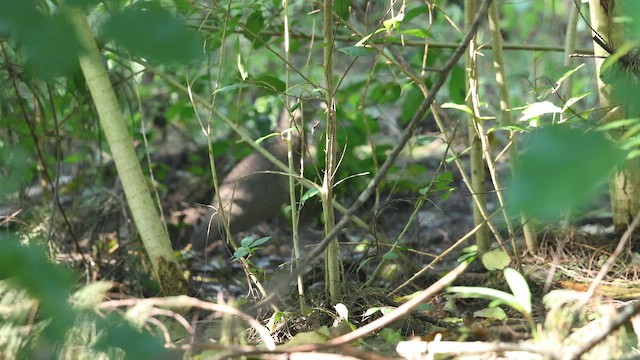 Malayan Night Heron - ML646775743
