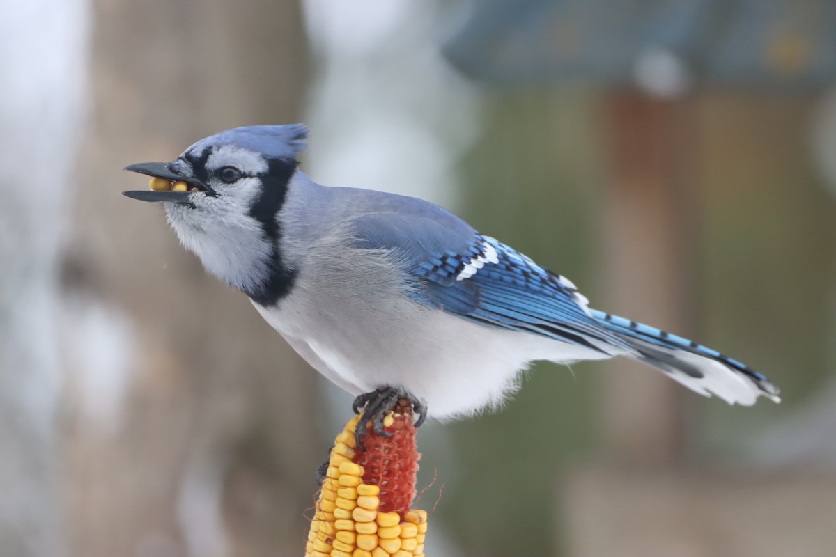 Blue Jay - ML646775744