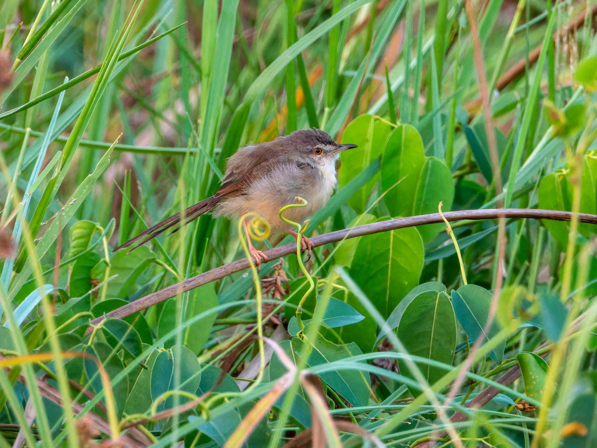 Plain Prinia - ML646775745