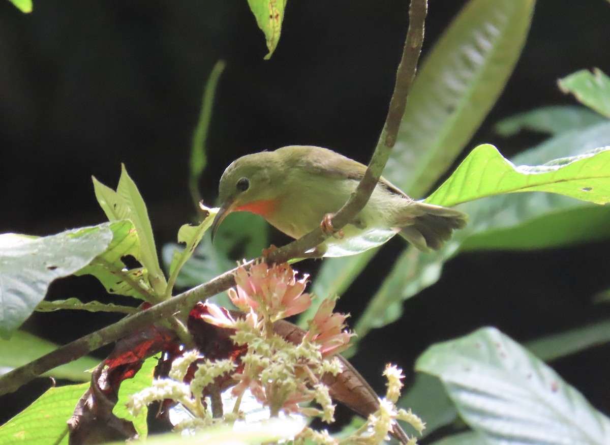 Crimson Sunbird - ML646775746