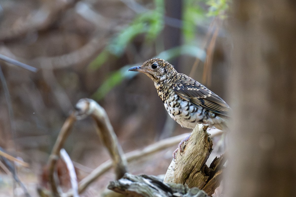 Bassian Thrush - ML646775747