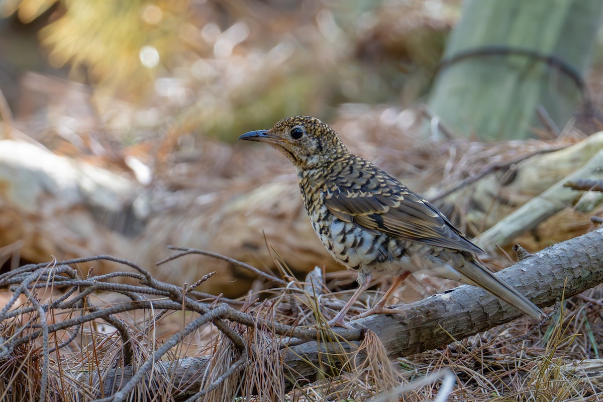 Bassian Thrush - ML646775748