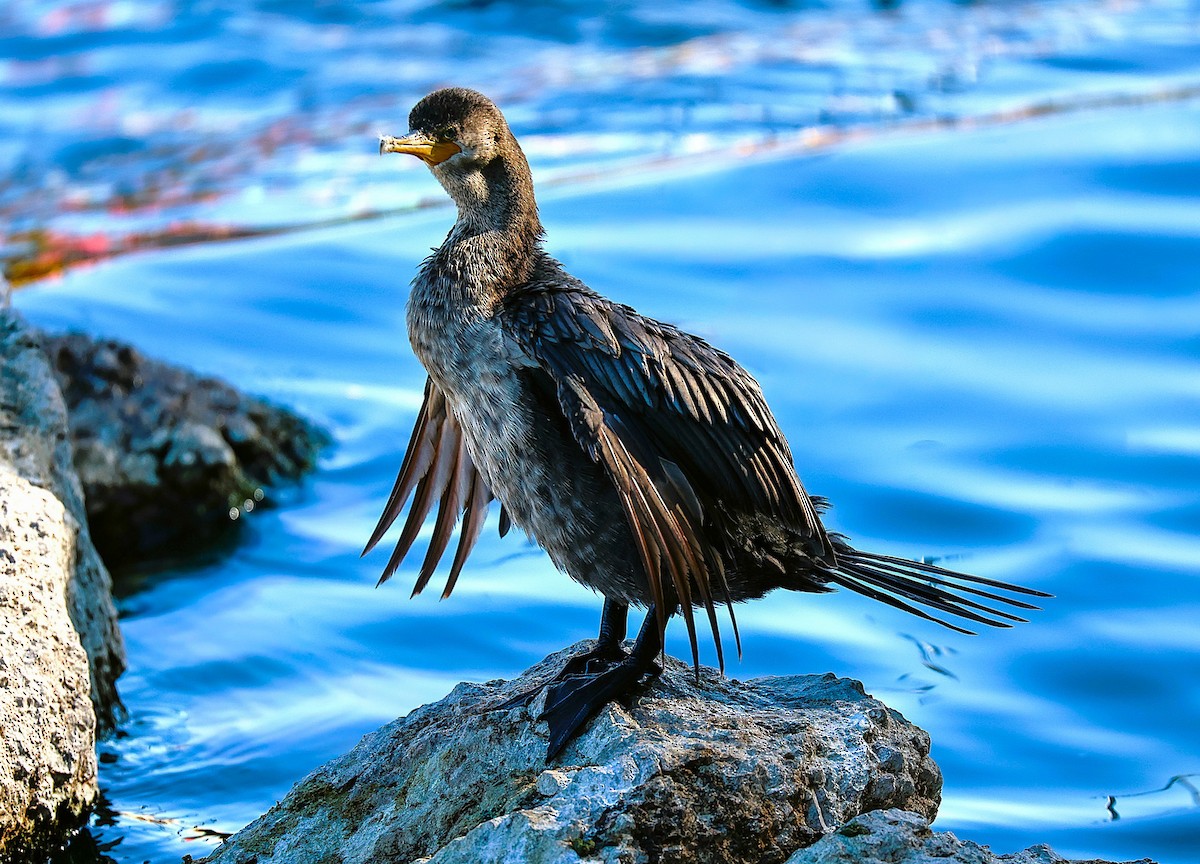 Neotropic Cormorant - ML646775749