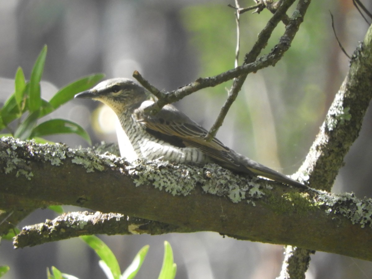 Sahul Cicadabird - ML646775750