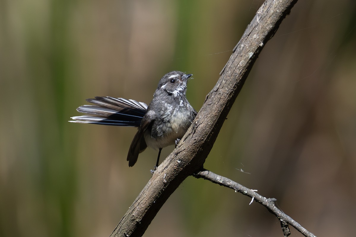 gråviftestjert - ML646775753