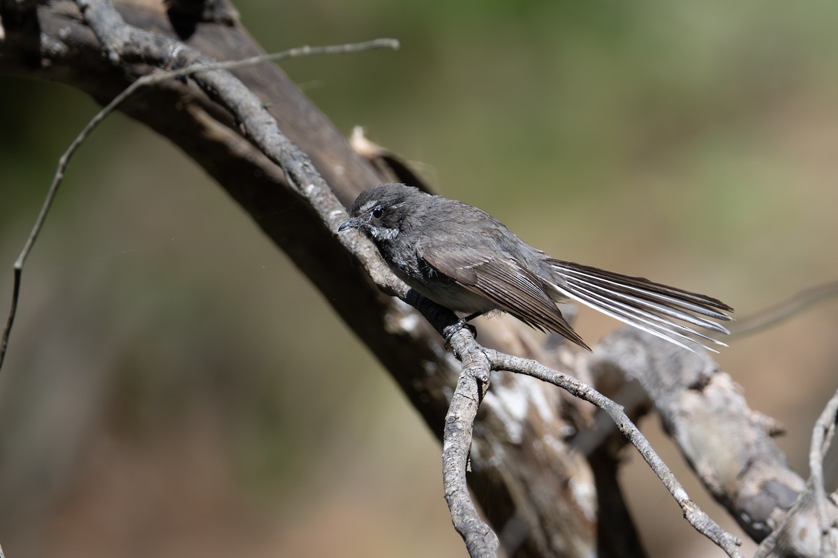 gråviftestjert - ML646775754