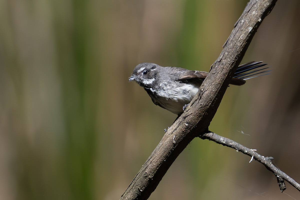 gråviftestjert - ML646775755