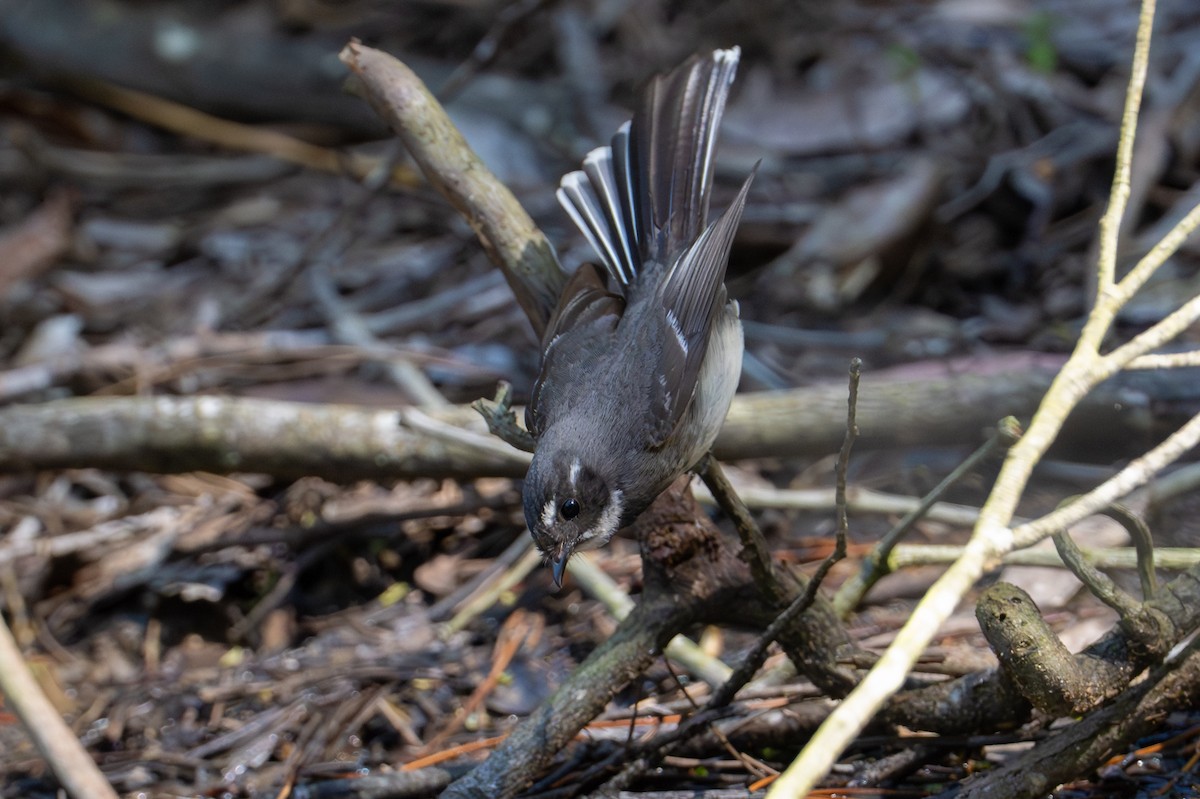 gråviftestjert - ML646775756