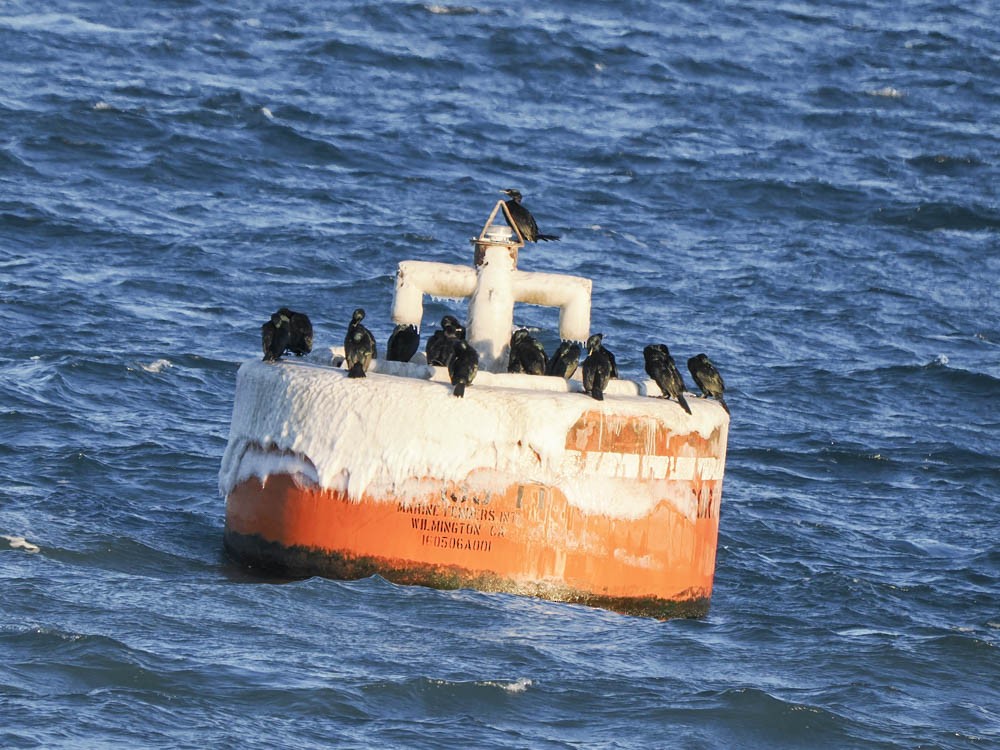 Pelagic Cormorant - ML646775765