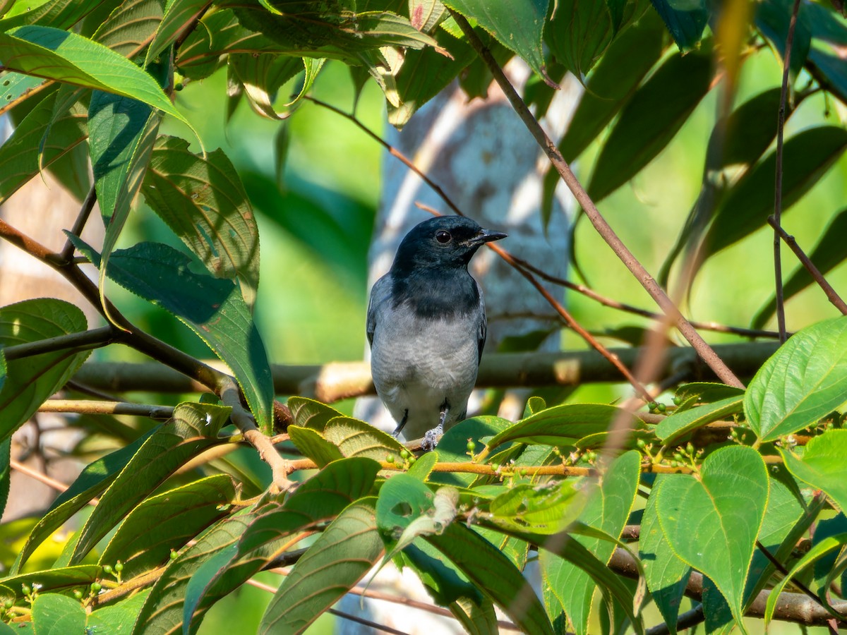 svarthodelarveeter - ML646775769