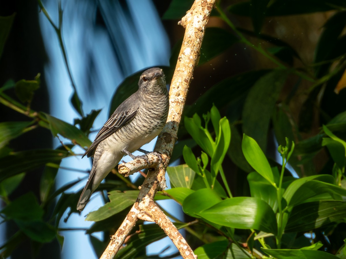 svarthodelarveeter - ML646775770