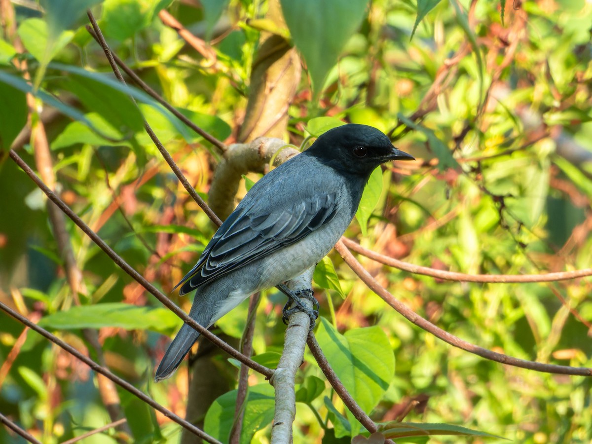 svarthodelarveeter - ML646775771