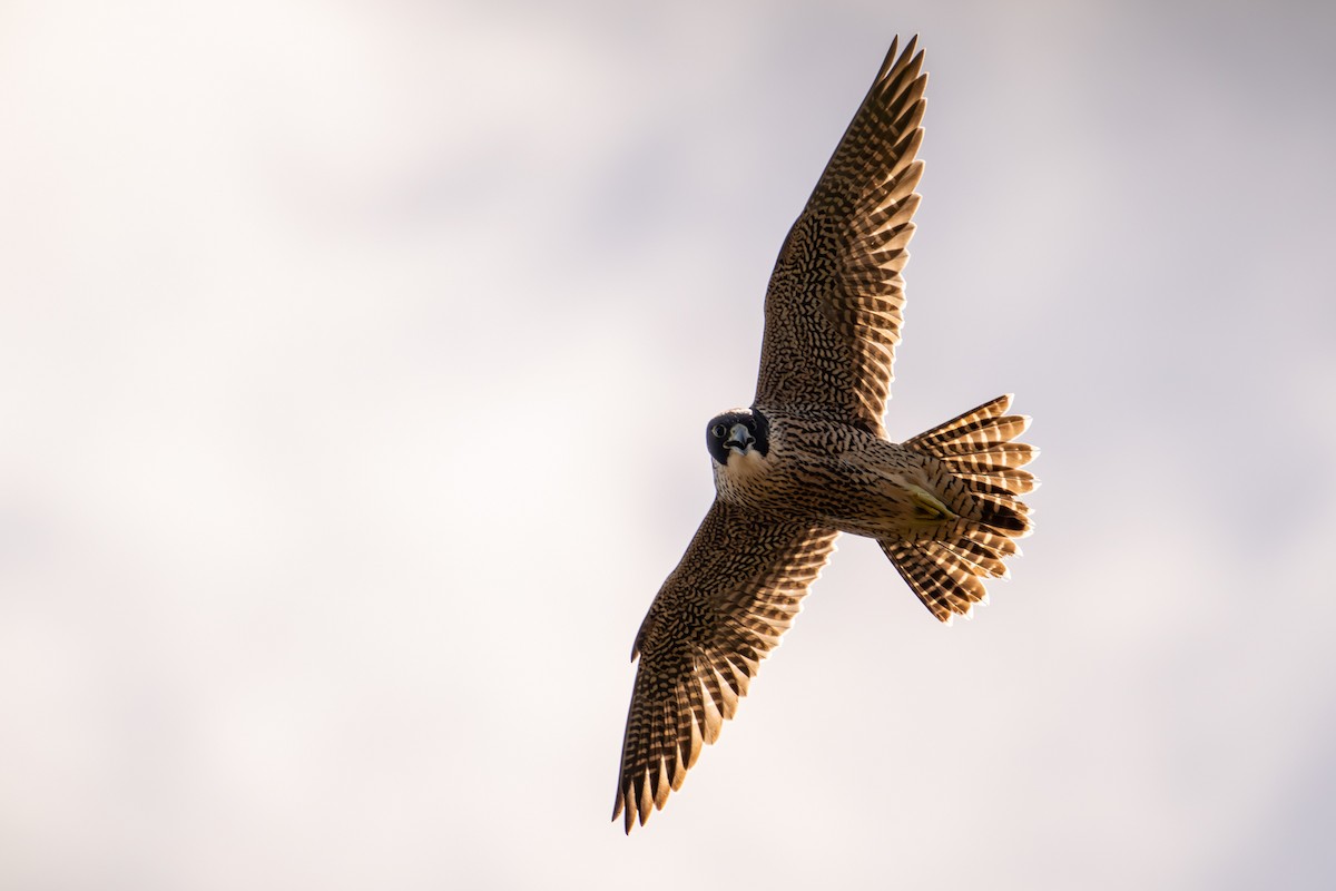 vandrefalk - ML646775772