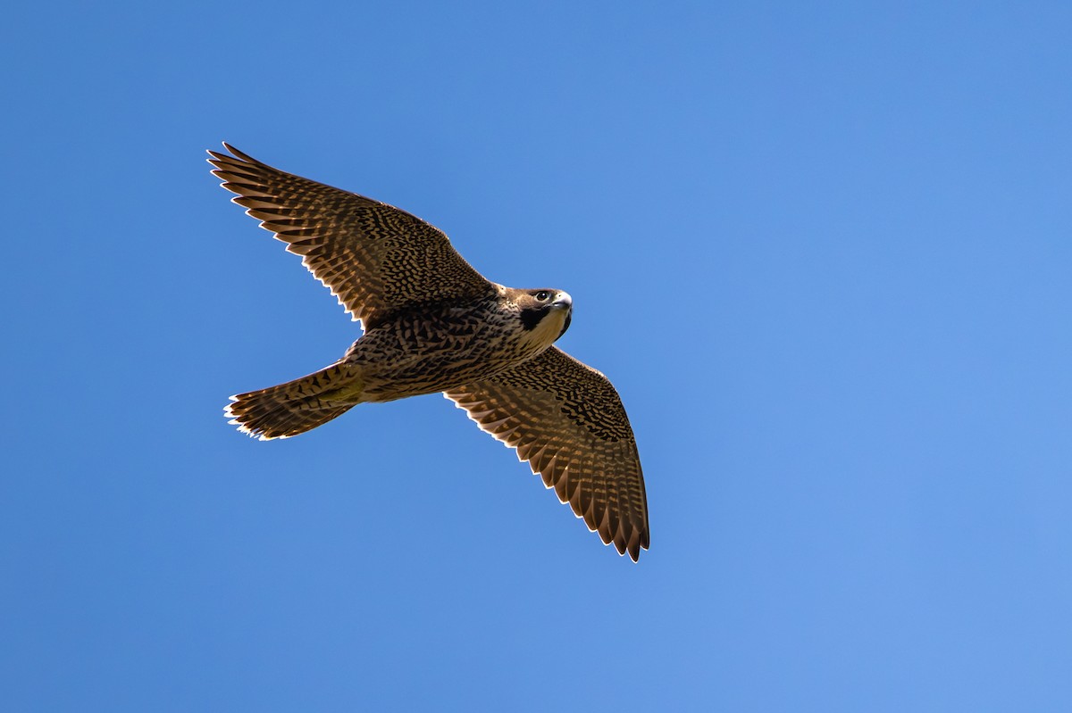 vandrefalk - ML646775773