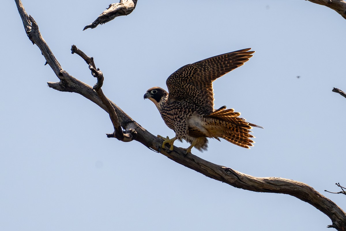 vandrefalk - ML646775774