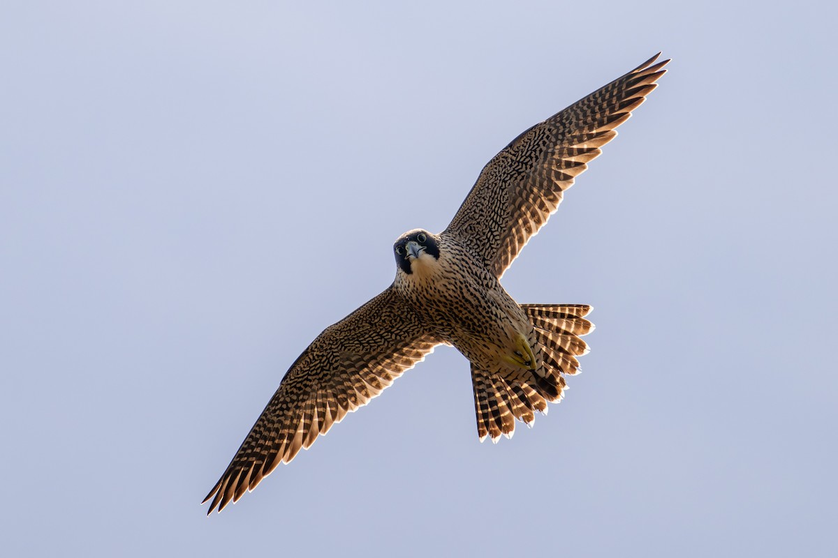 vandrefalk - ML646775775