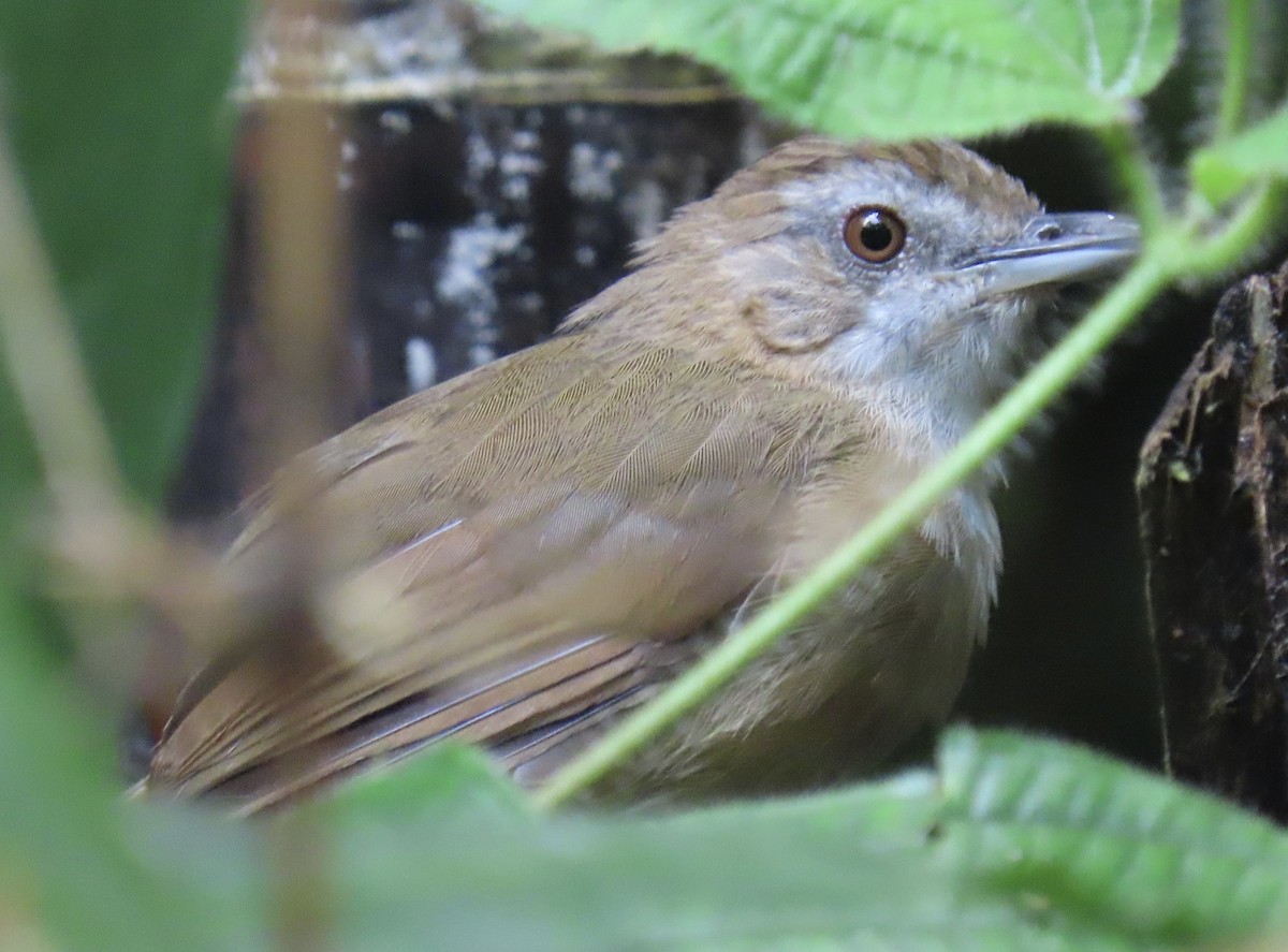 Rotschwanz-Mausdrossling - ML646775781