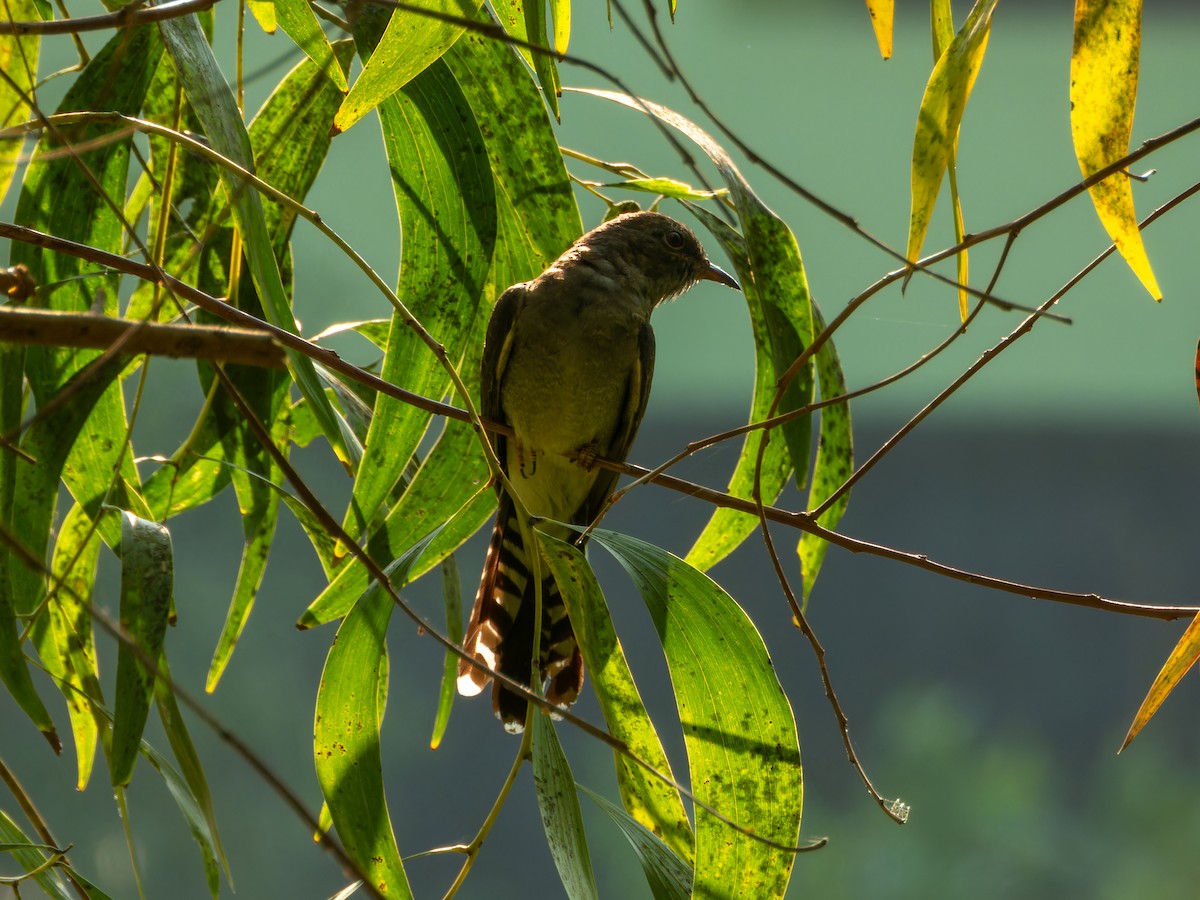 Воробьиная кукушка - ML646775782