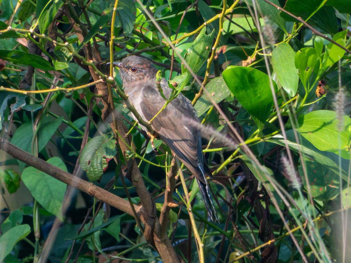 Воробьиная кукушка - ML646775783