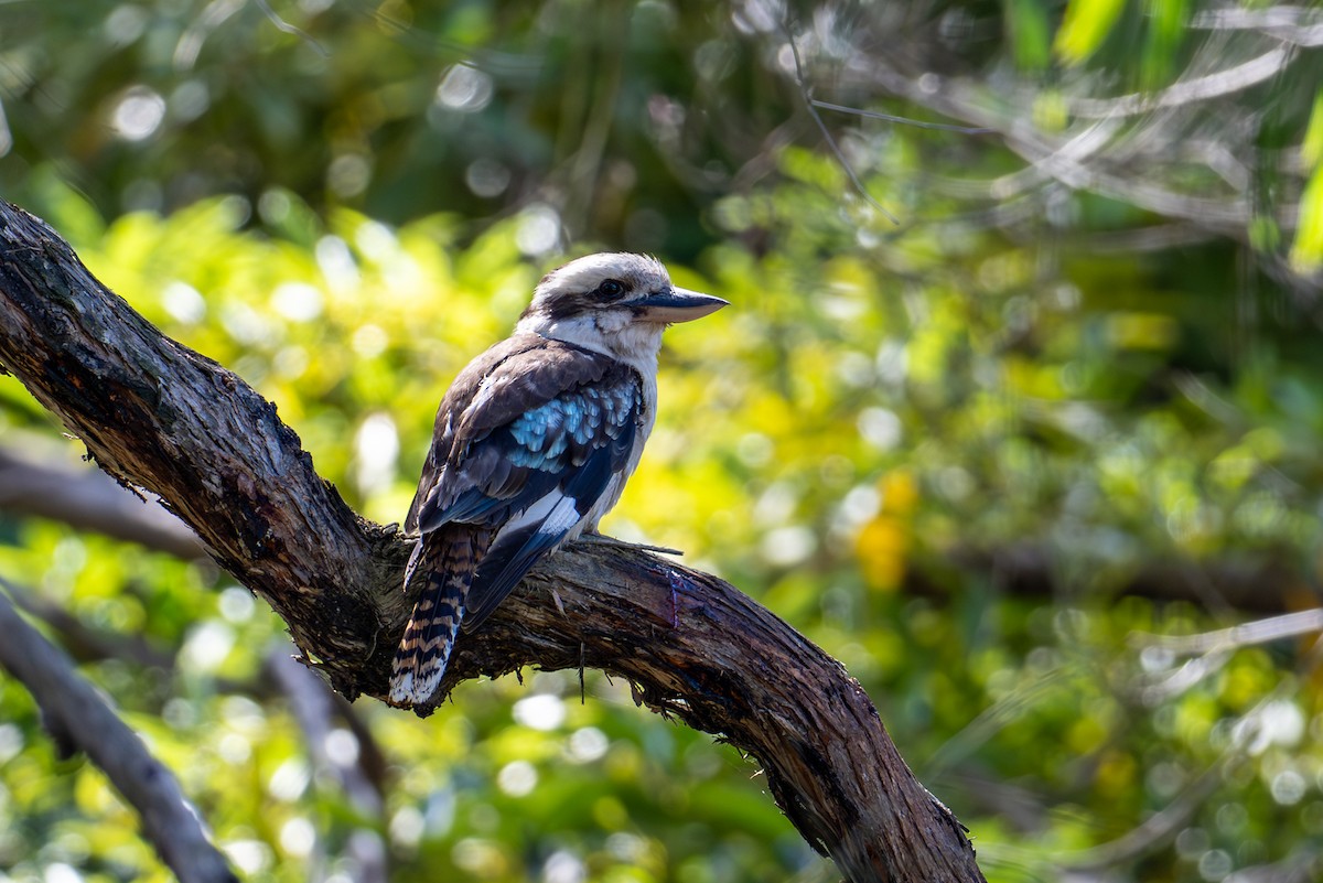 latterkokaburra - ML646775784