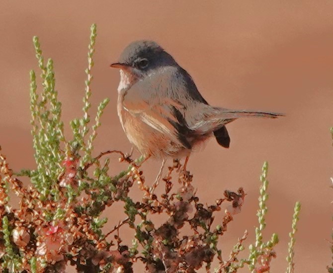 Атласская славка - ML646775786