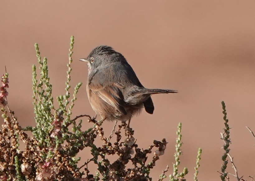 Атласская славка - ML646775787