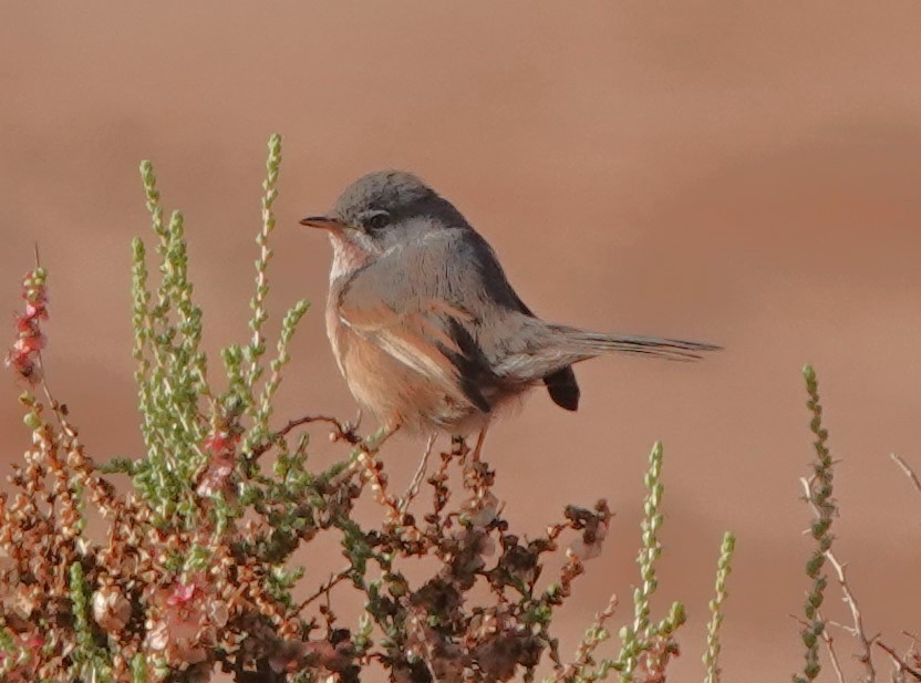 Атласская славка - ML646775788