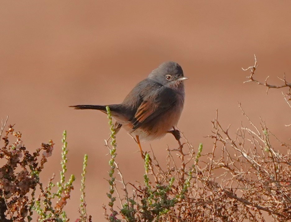 Атласская славка - ML646775789
