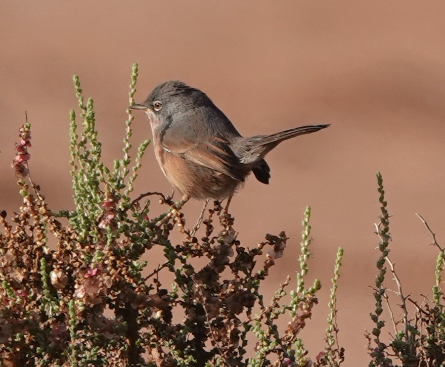 Атласская славка - ML646775790