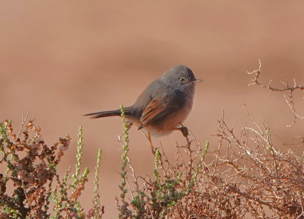 Атласская славка - ML646775791