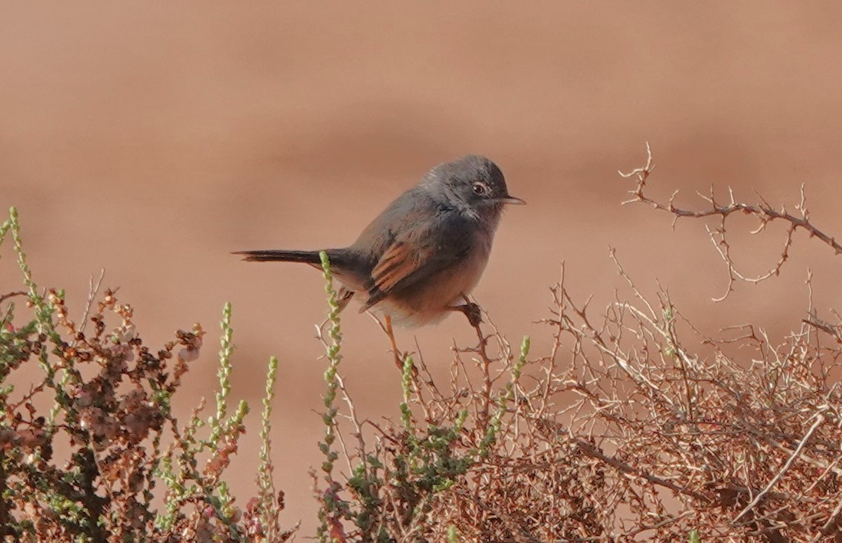Атласская славка - ML646775792