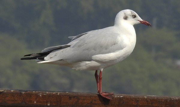 Озёрная чайка - ML646775800