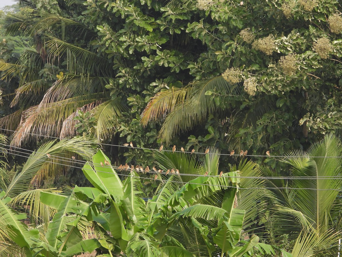 Scaly-breasted Munia - ML646775801