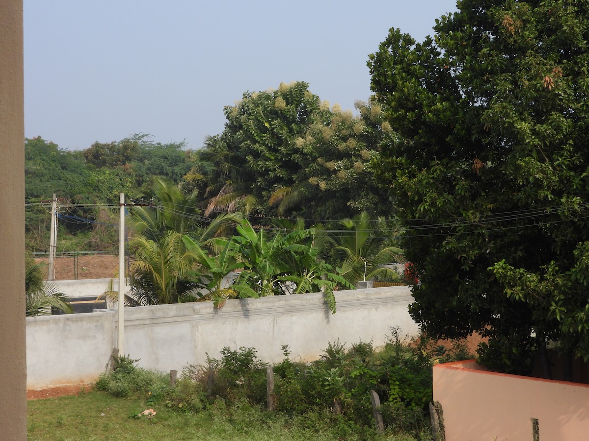 Scaly-breasted Munia - ML646775803